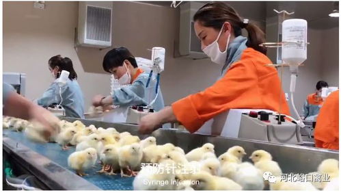 峪口禽業沃德中國芯 生物飼料研發引領品質中國行